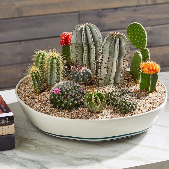 Mini Cactus Garden